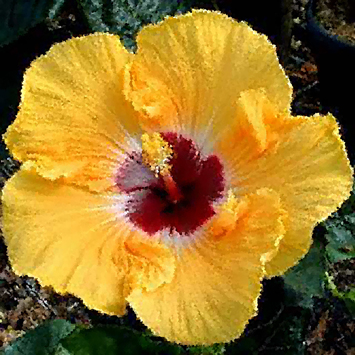 Blume von Hawaii